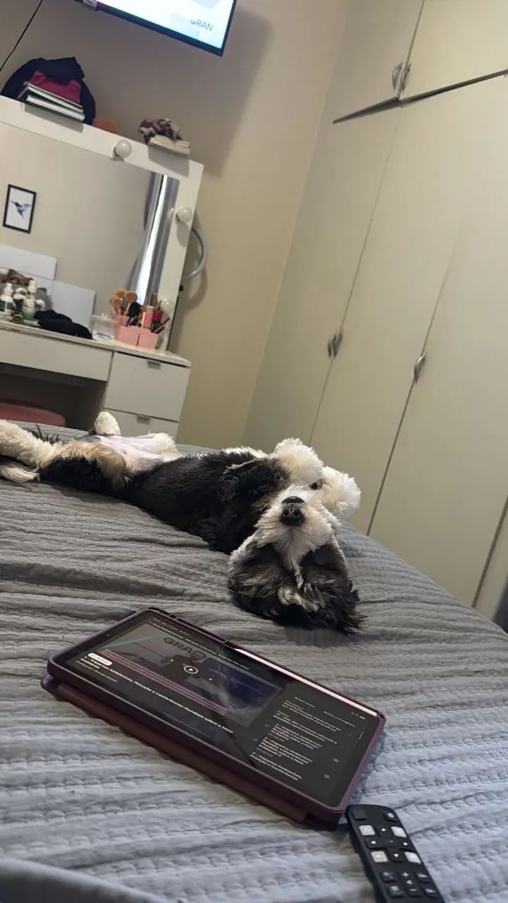 SHIH-POO Adote com responsabilidade! - Foto 4