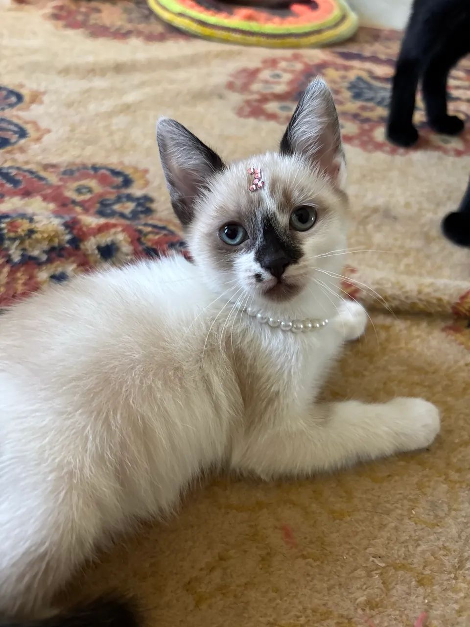 Doação gatinhas gato filhote  - Foto 3