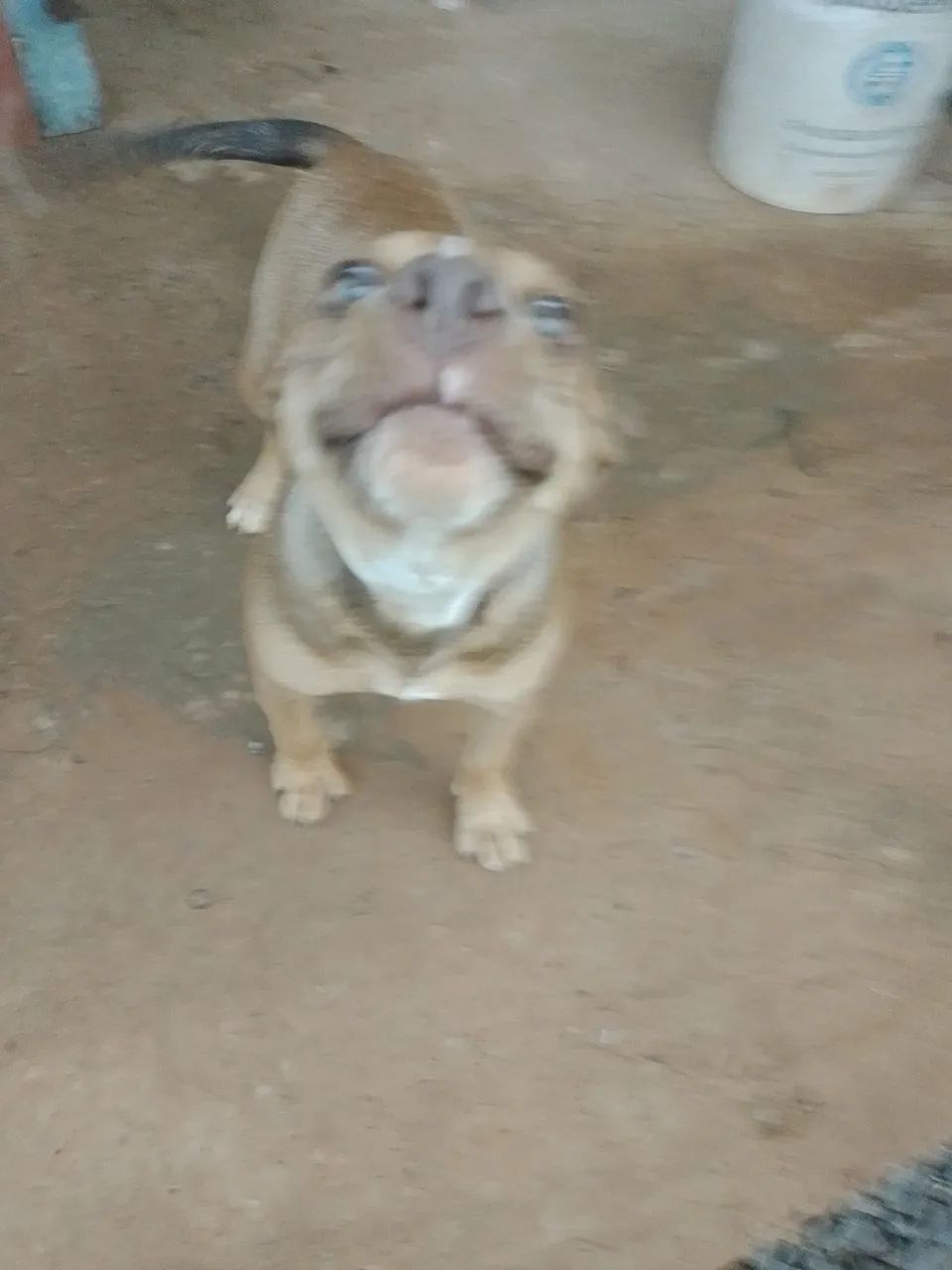 Cachorro pit bull terrier  - Foto 4