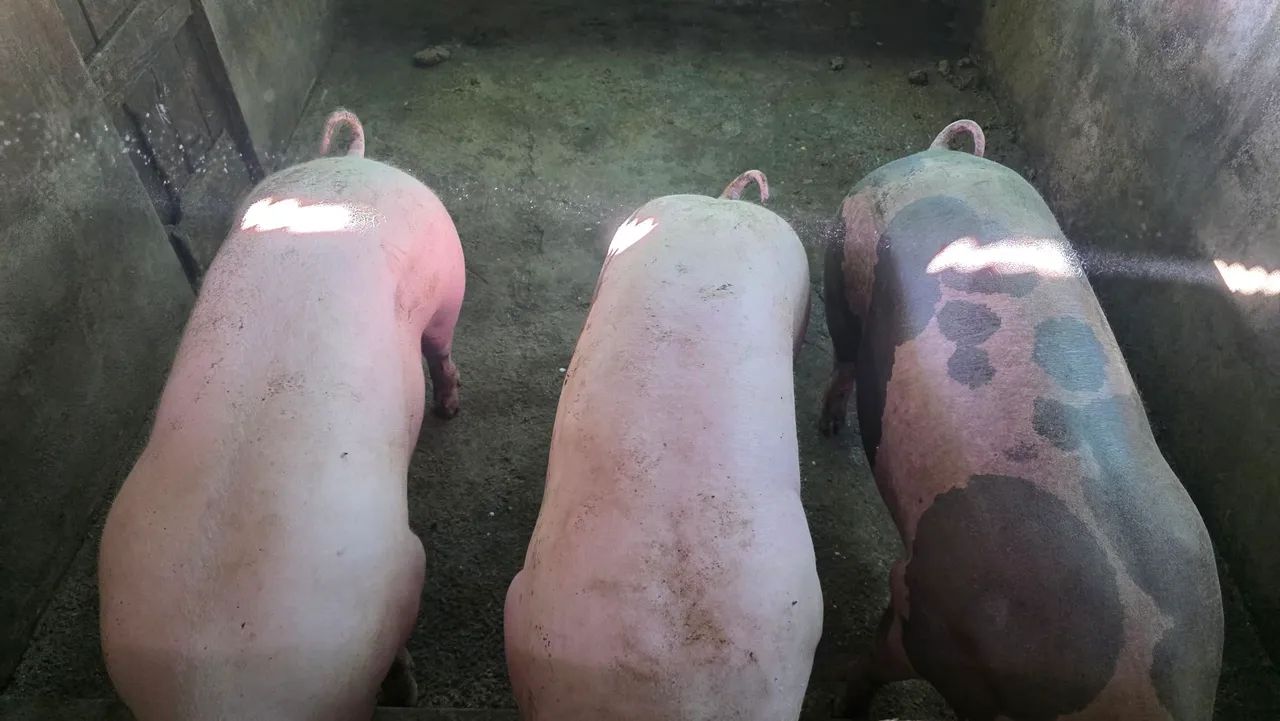 Vendo suínos para abate - Foto 2
