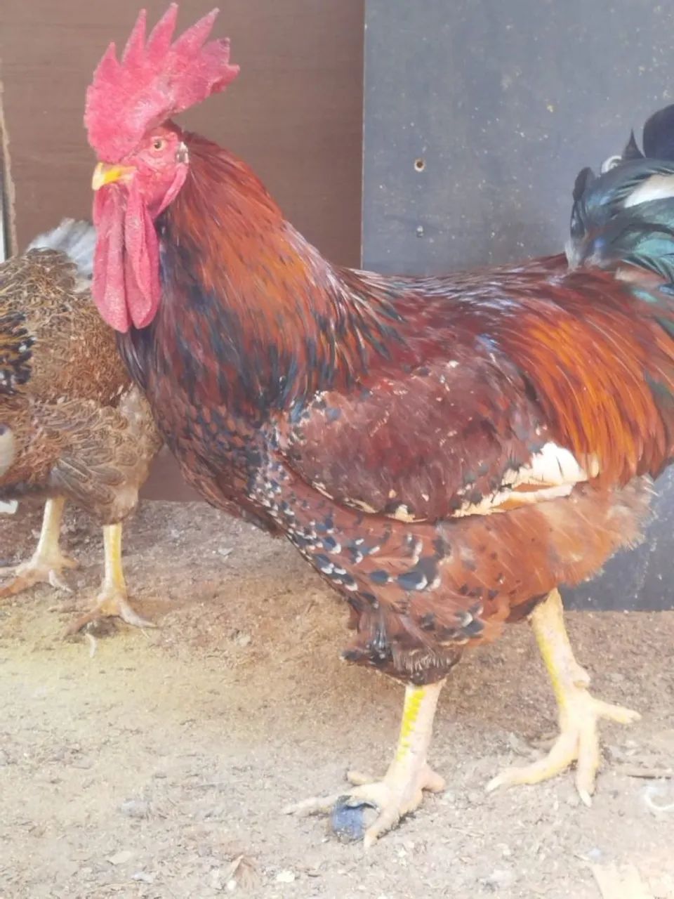 Ovos galados férteis de galinhas de raças  - Foto 3