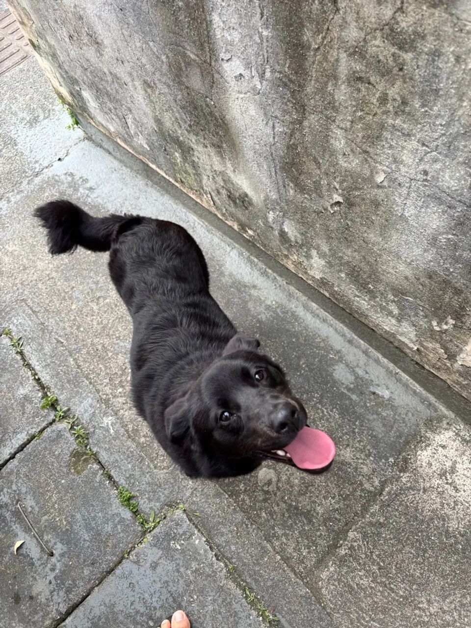 Cachorro perdido - Foto 3