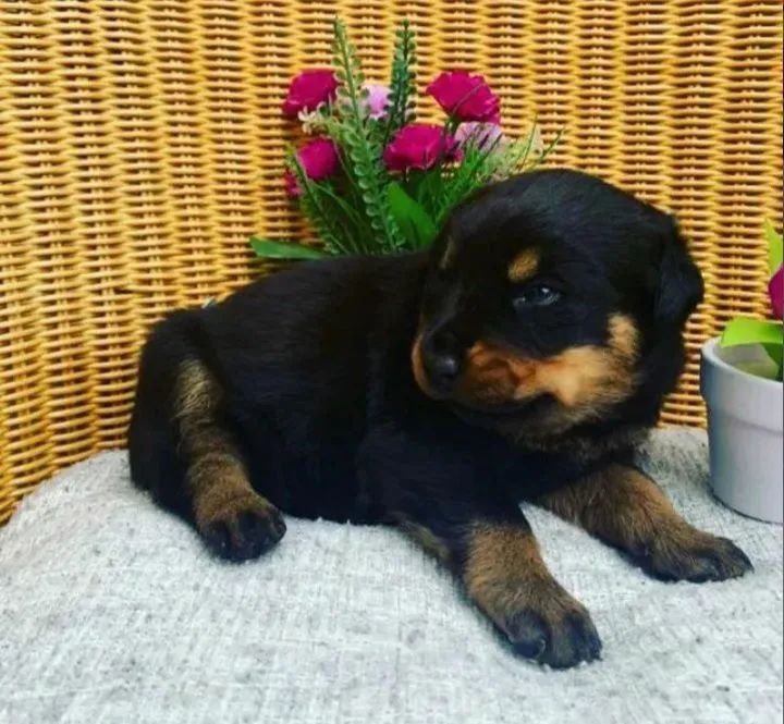 Rotweiller | Criação saudável 