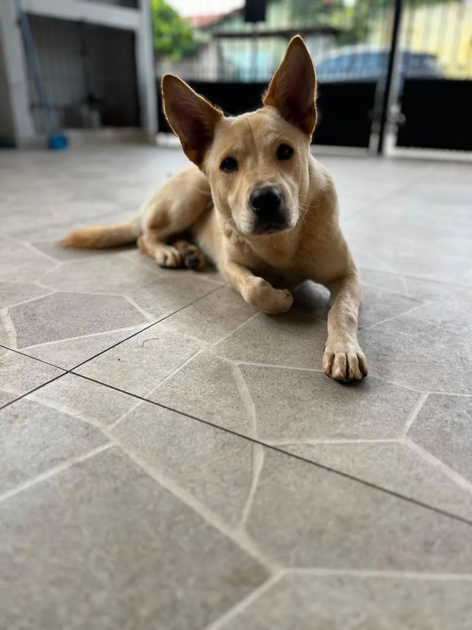 Adoção responsável  - Foto 4