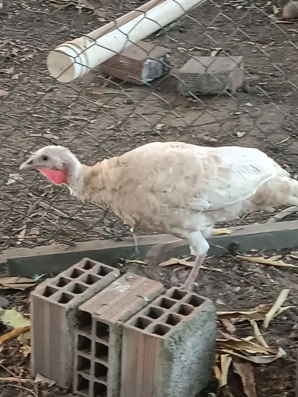 Perus Jovens 65126370451714124