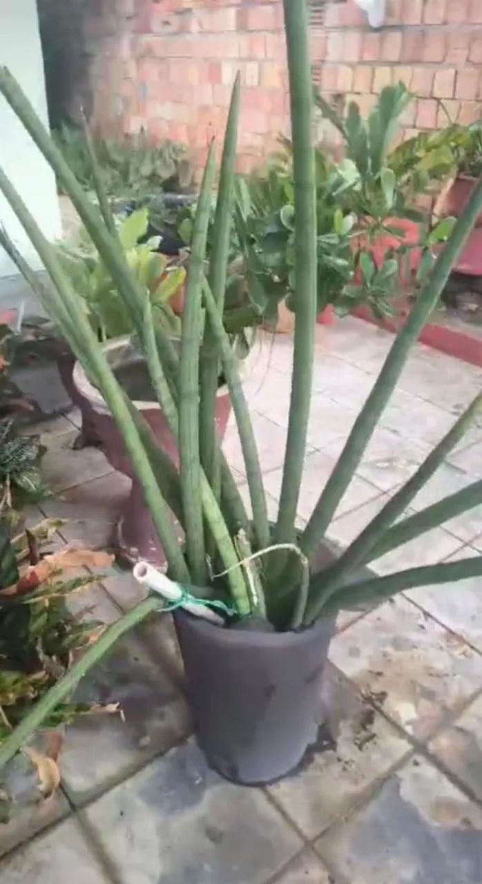 Plantas e vasos diversos - Foto 3
