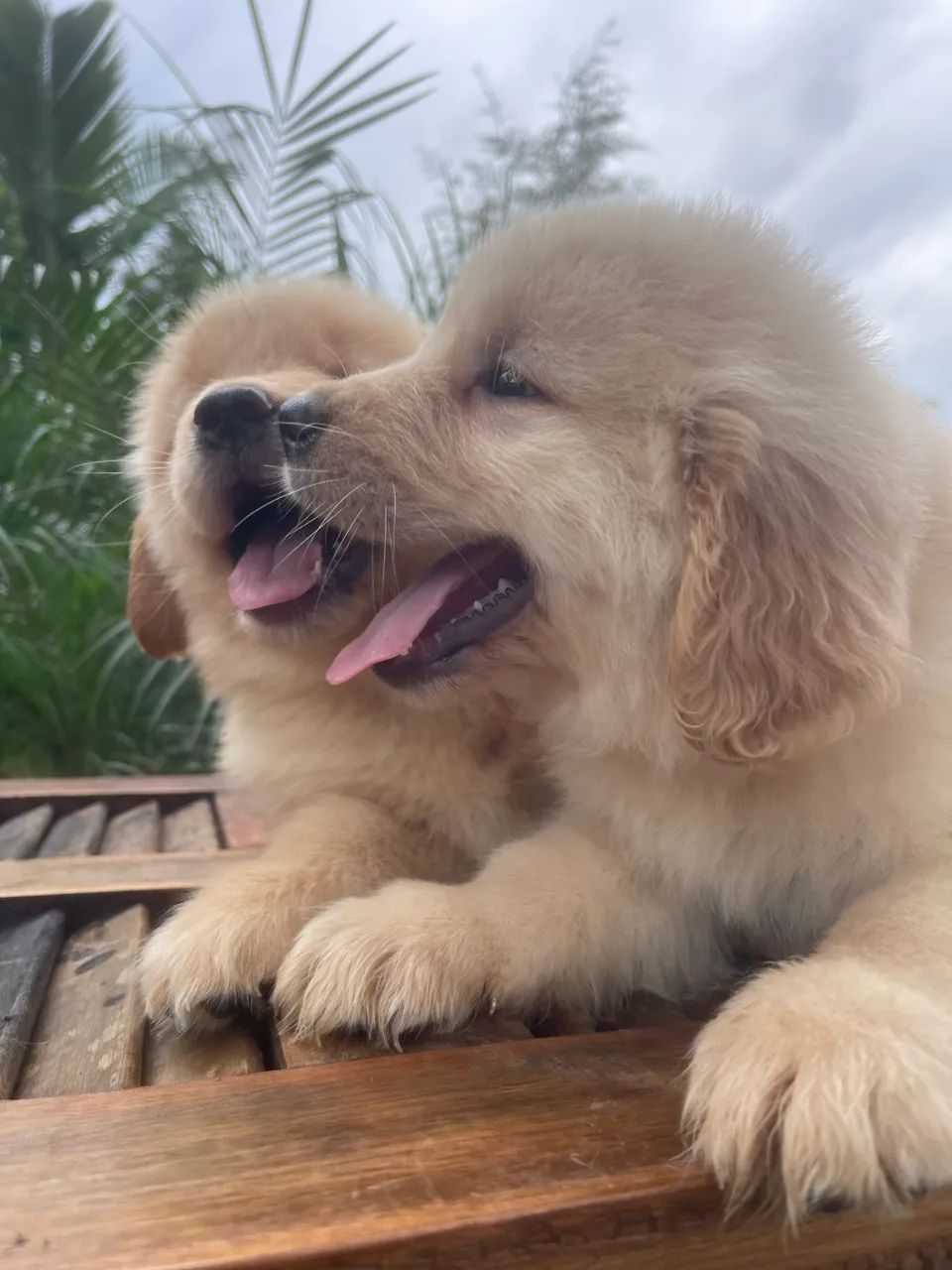 Golden Retrivier - Foto 5