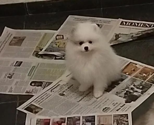 Machinhos branco de Spitz  - Foto 5