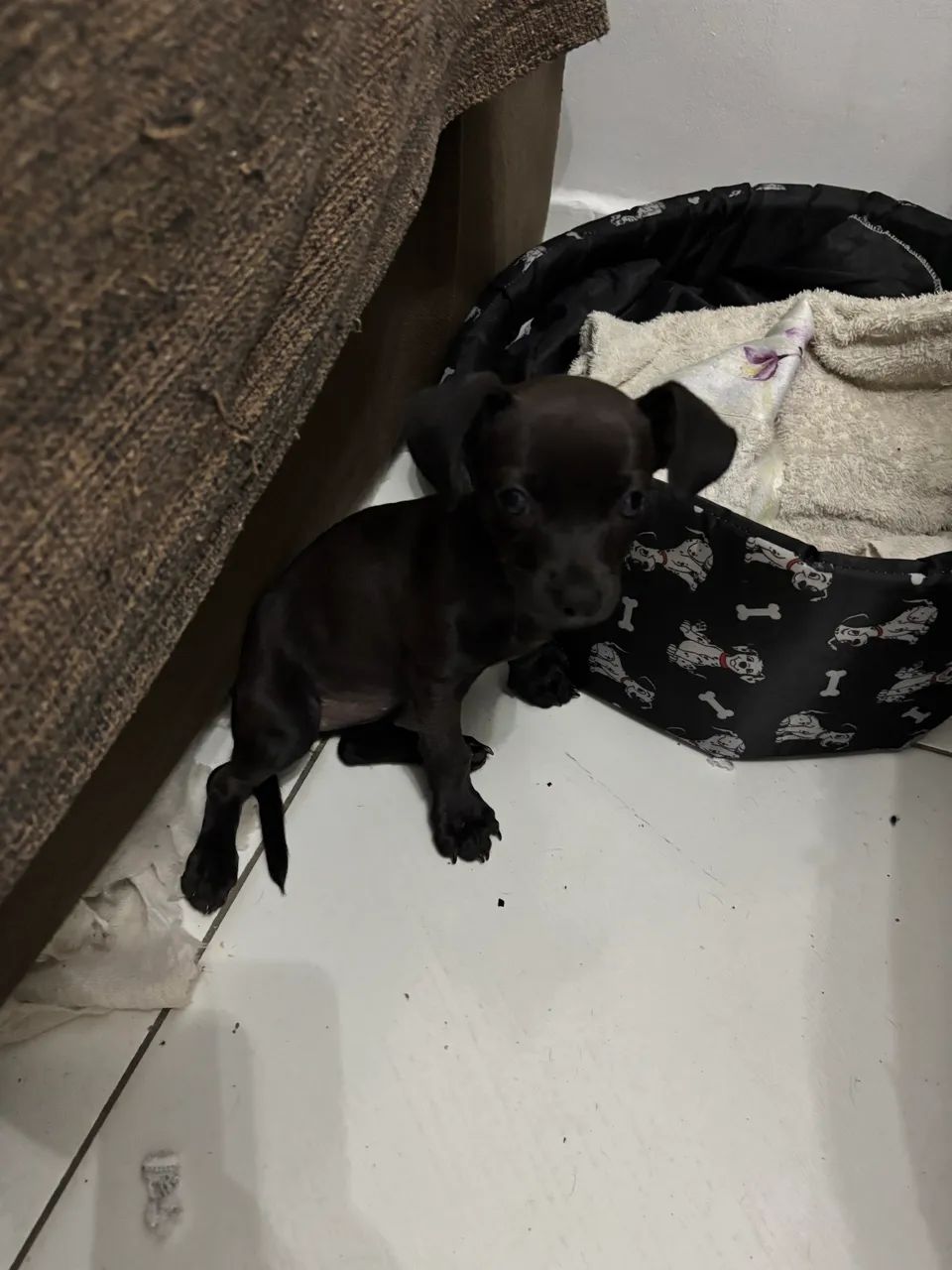 Vendo Pinscher - Foto 3