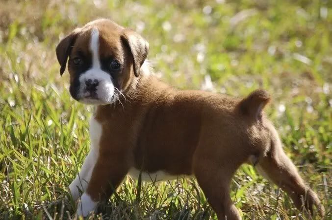 Filhotes de Boxer alegria e brincadeiras !