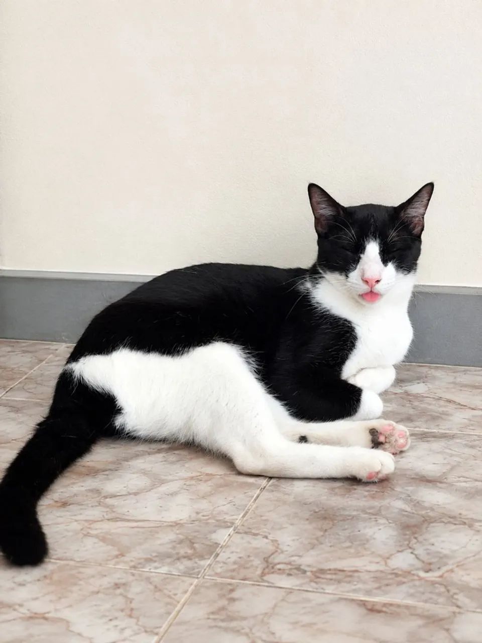 ADOÇÃO DE GATOS  - Foto 2