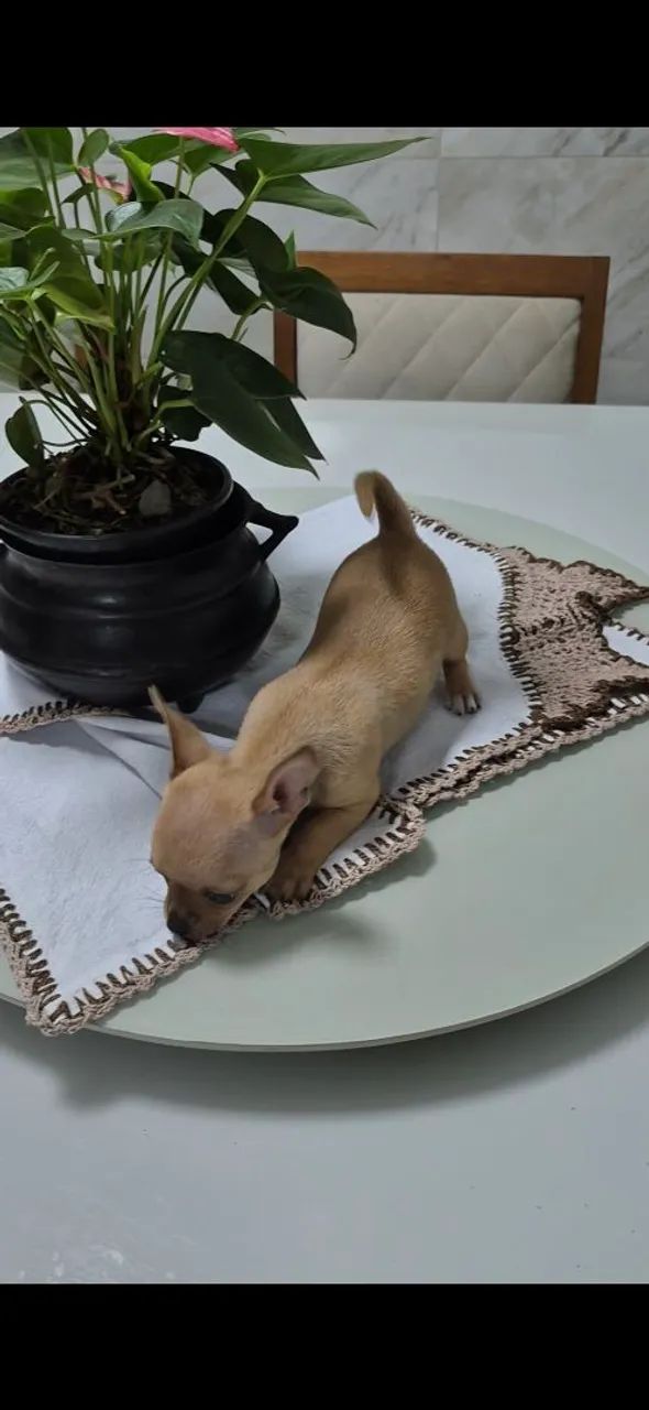 Chihuahua  - Foto 3