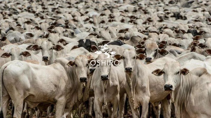 VENDO FAZ. EM ARAGUAPAZ - GO BOA DE ÁGUA - COM SEDE - NIL. CÓD. 15511 - Foto 2