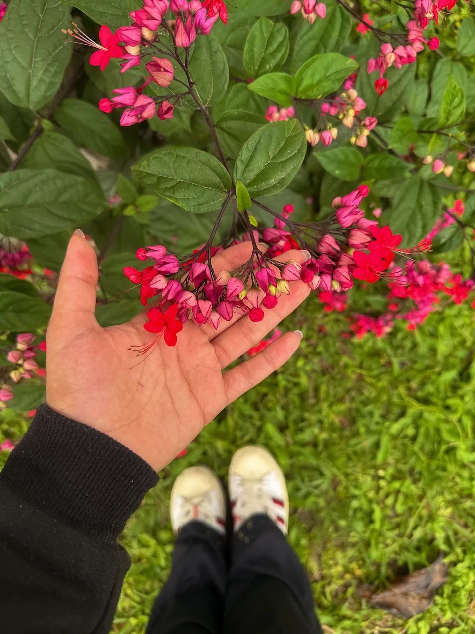 Chácara  em Morretes - Foto 5