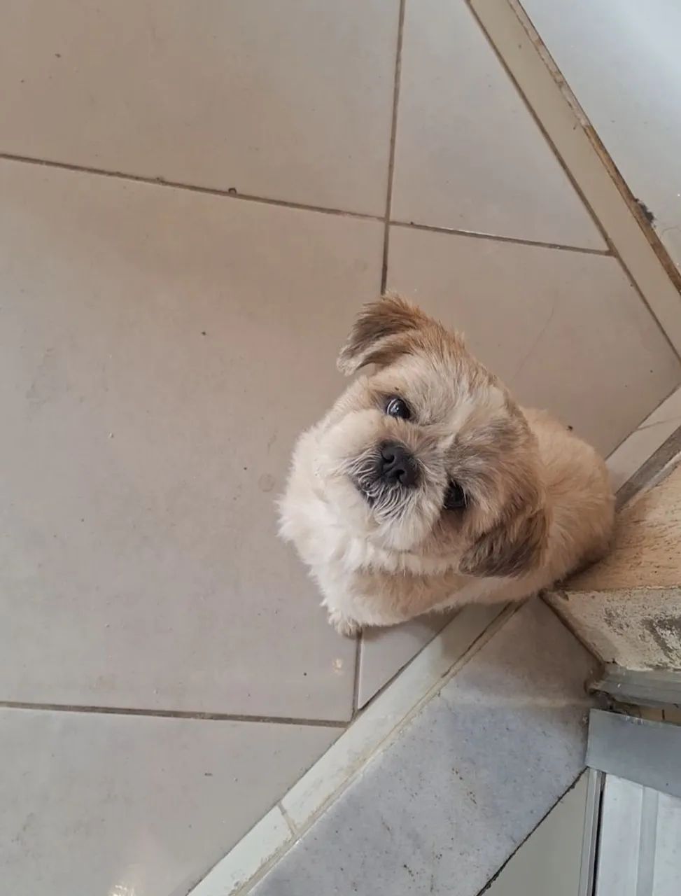 Shihtzu puro - Foto 2
