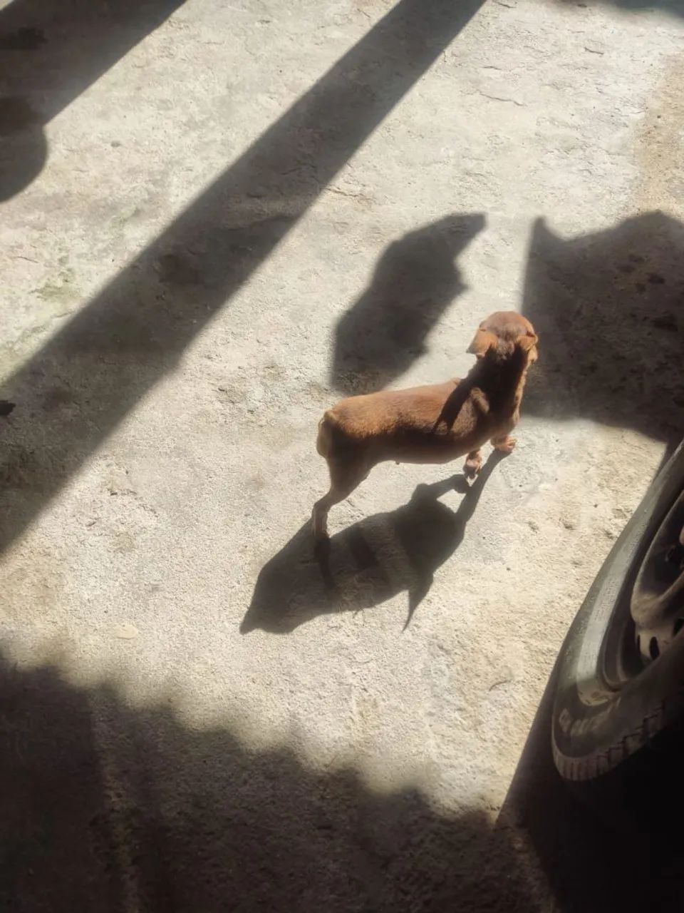 Canil pincher RD - Foto 3