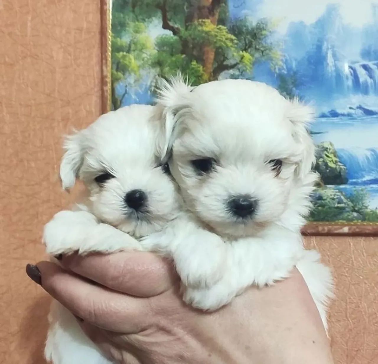 Lindos filhotes de maltês micro  - Foto 4