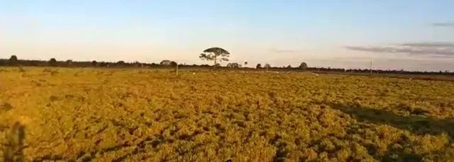 FAZENDA RONDON DO PARA