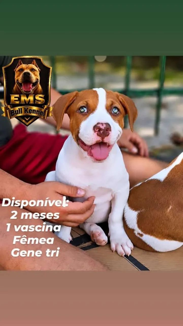 Filhotes de Pit Monster  - Foto 4