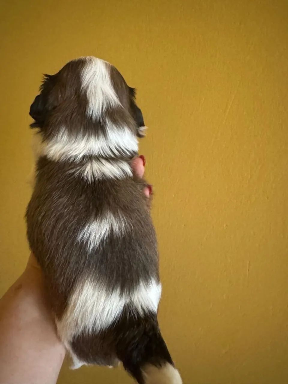 Shitzu macho a venda. Obs. Fêmeas para reserva! - Foto 6