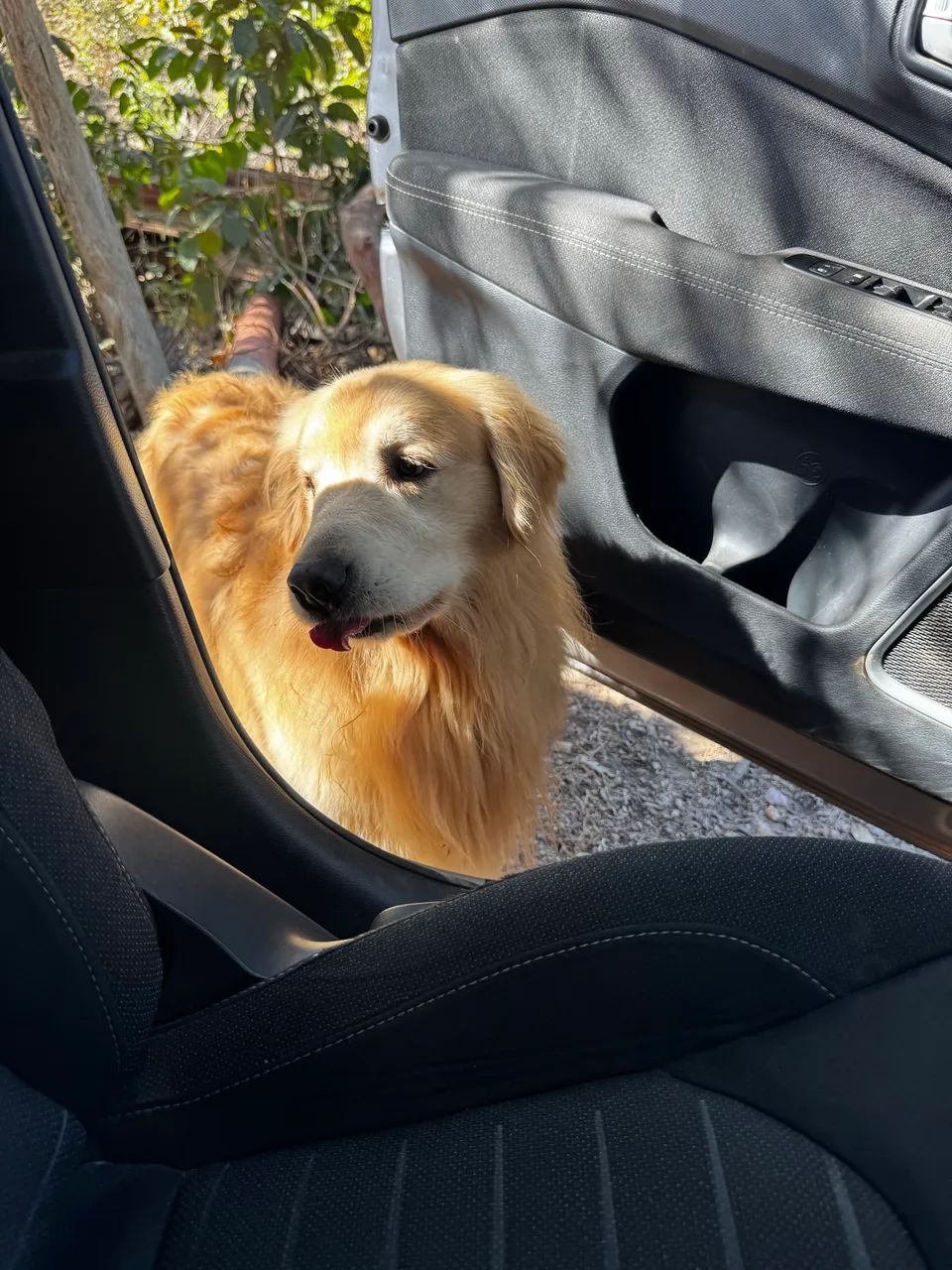 Procura se namorada /com pedigree  - Foto 3