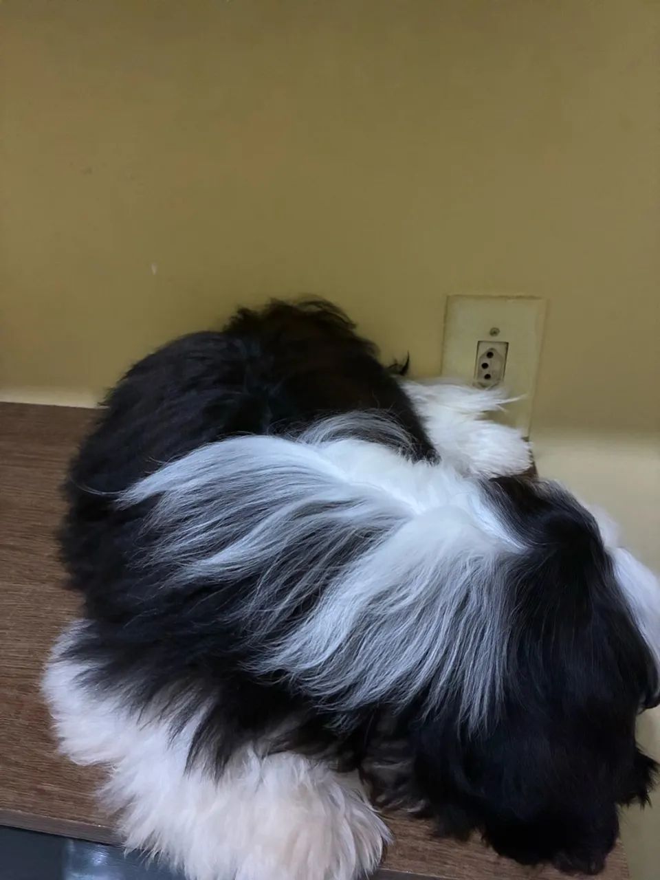Cachorro shitzu  - Foto 4