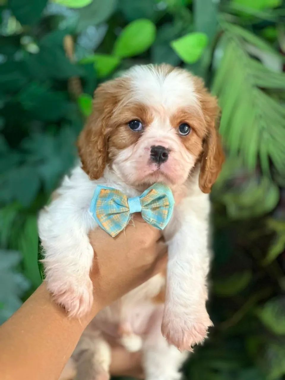 CAVALIER KING CHARLES SPANIEL PREMIUM!!