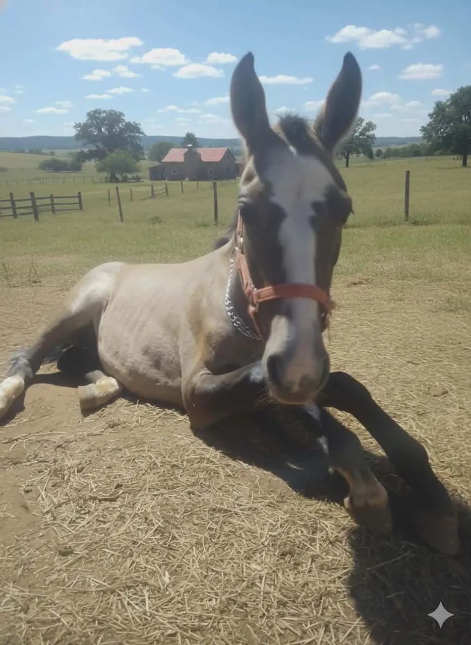 Piquira castrado - Foto 3