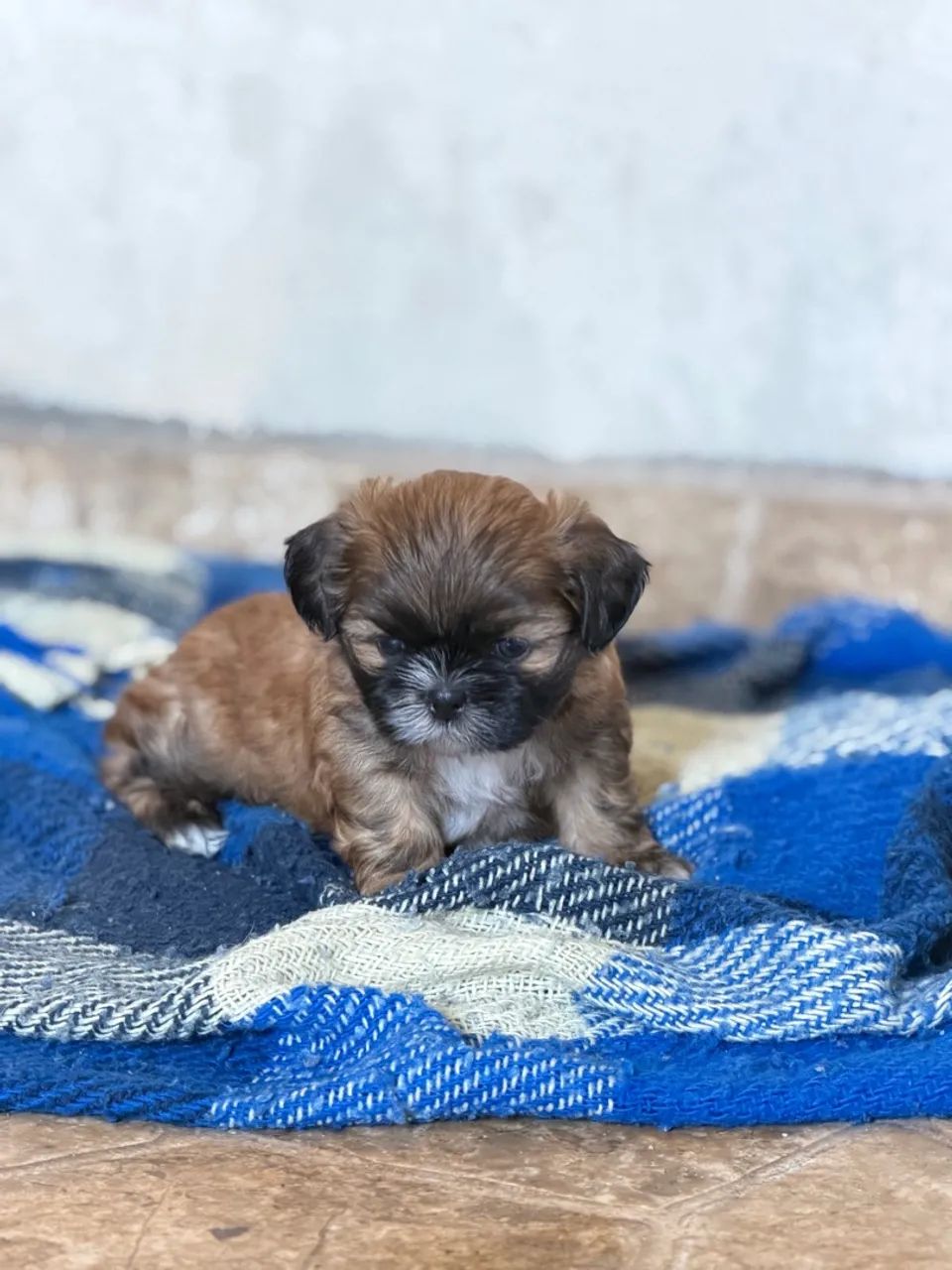 Shihtzu  - Foto 3