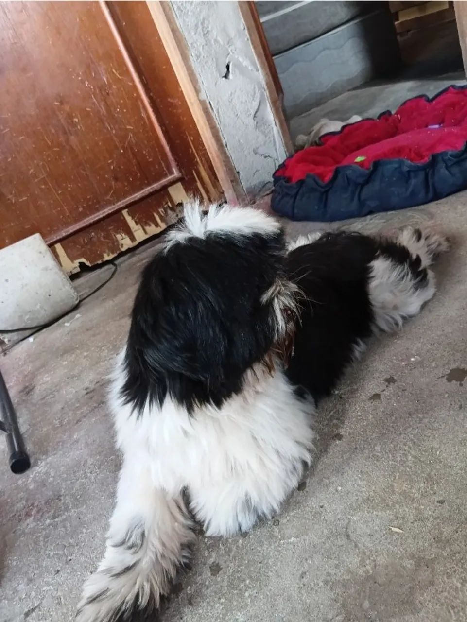 Vendo Shitzu macho  - Foto 3