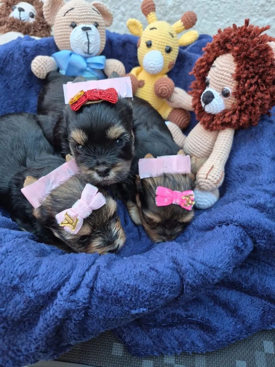 Yorkshire terrier  - Foto 2