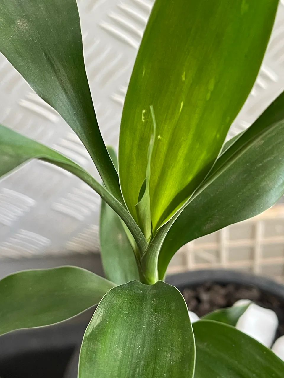 Planta Bambu da Sorte  - Foto 3