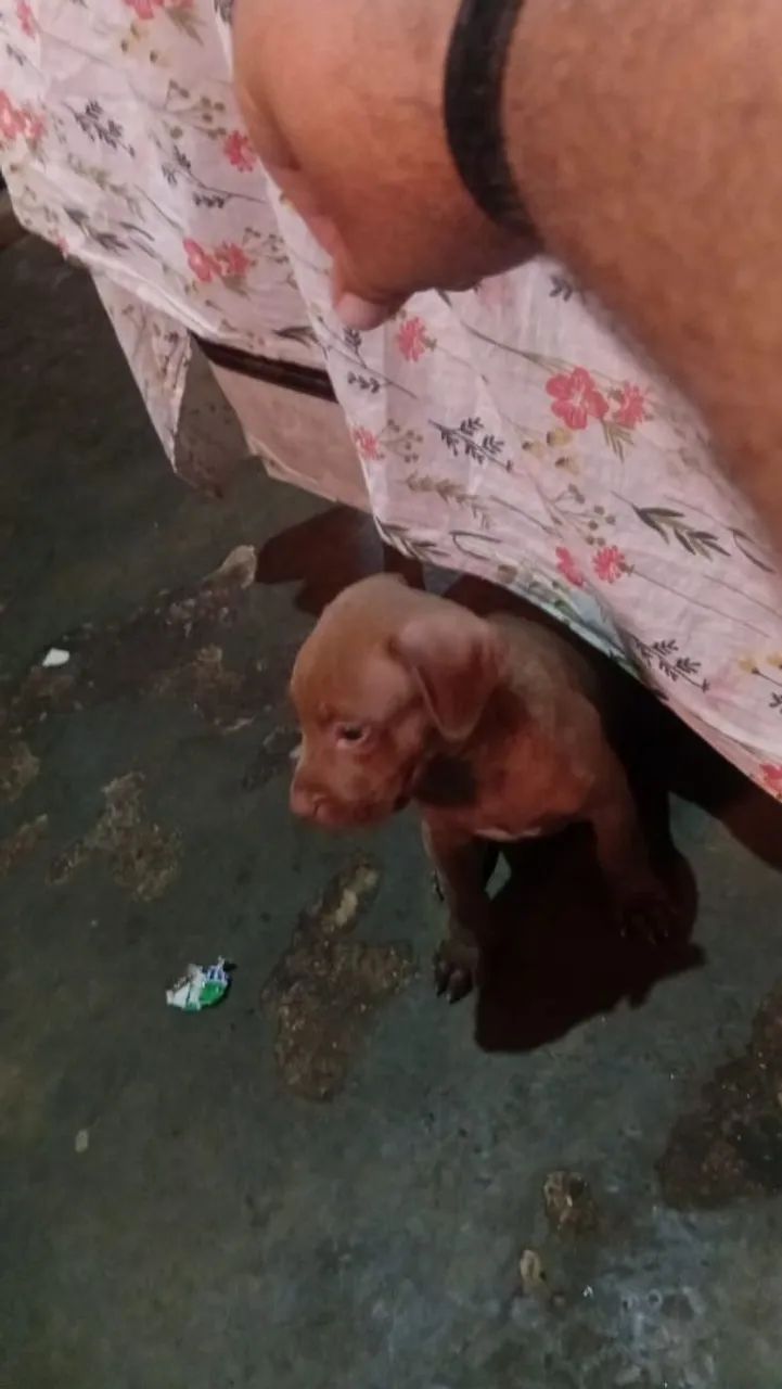Pitbull filhote monster 