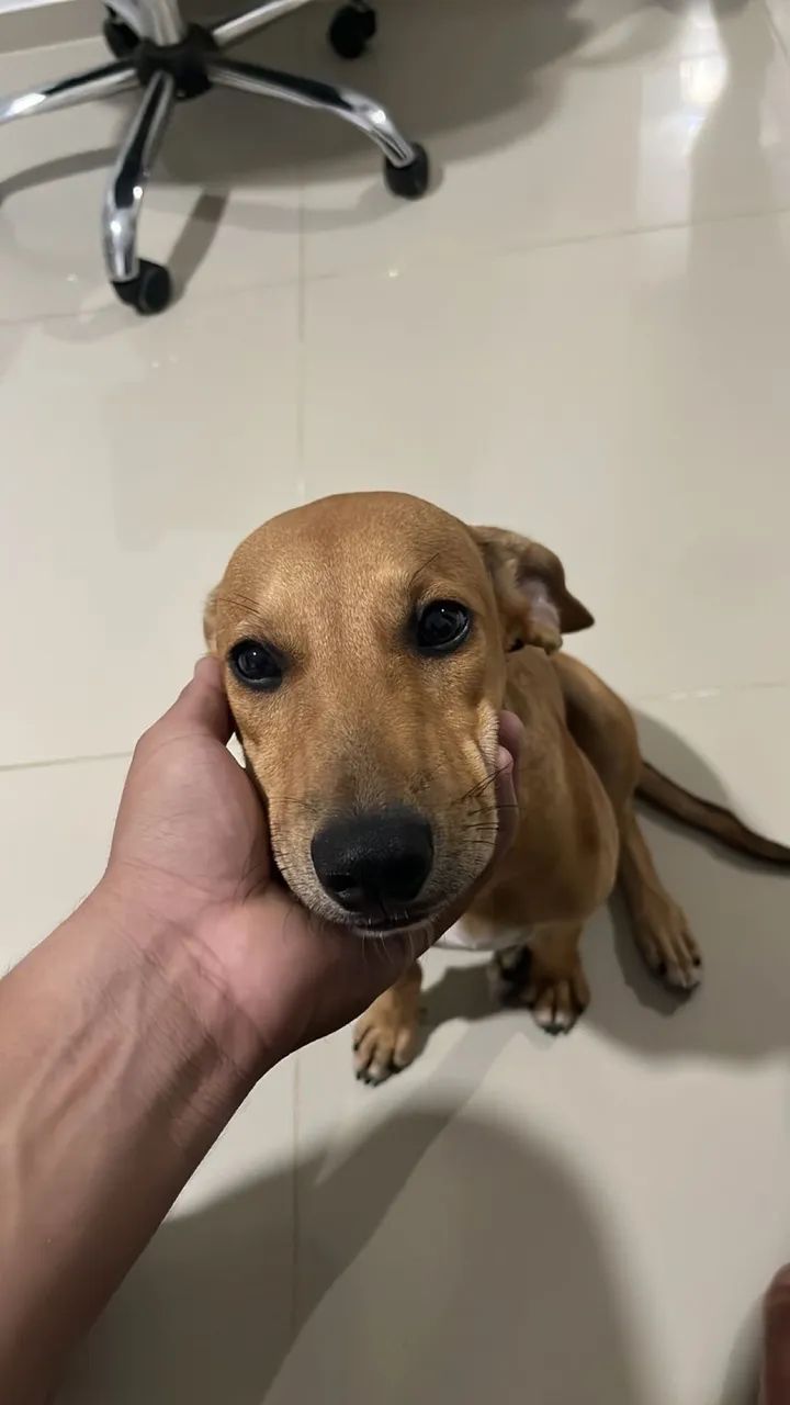 Adoção Responsável - Maya