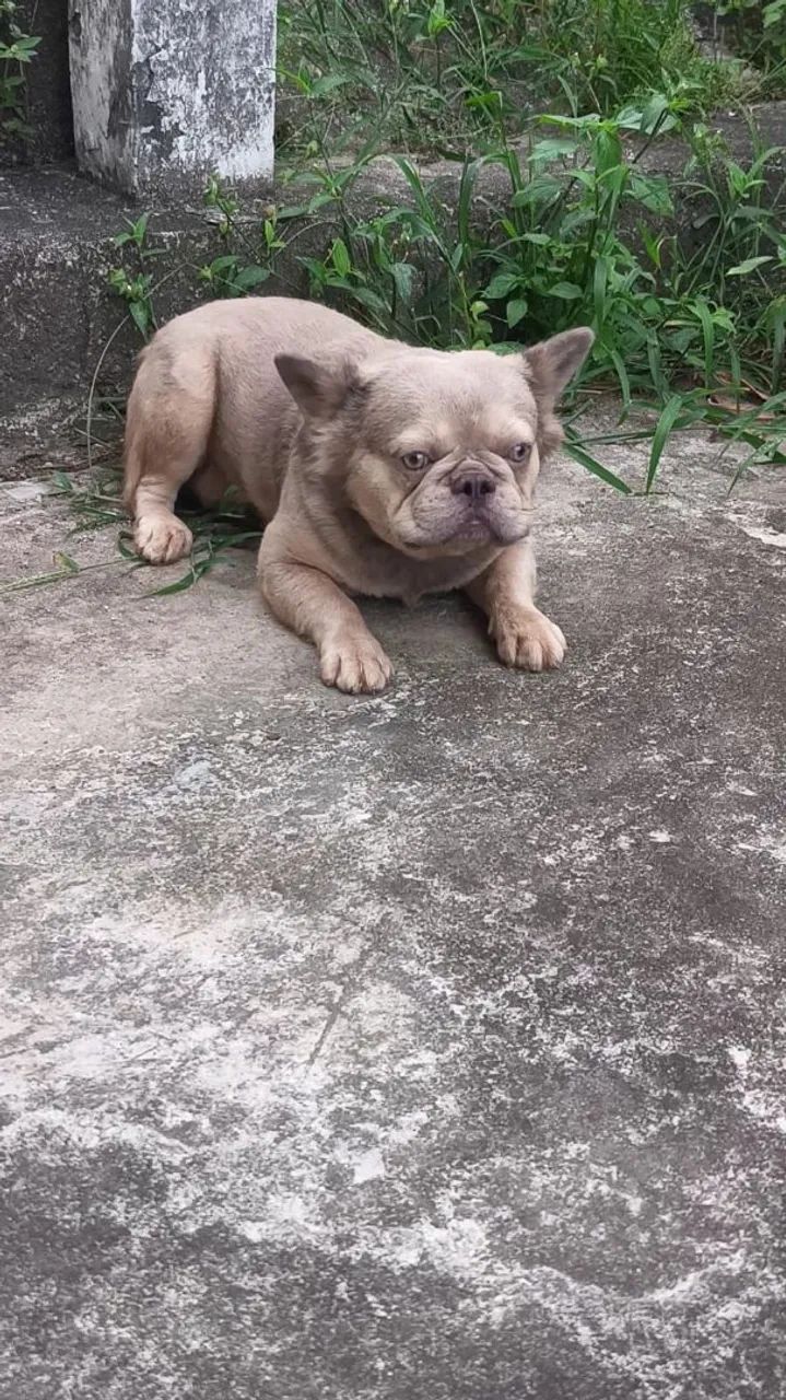 Bulldog Francês  - Foto 5