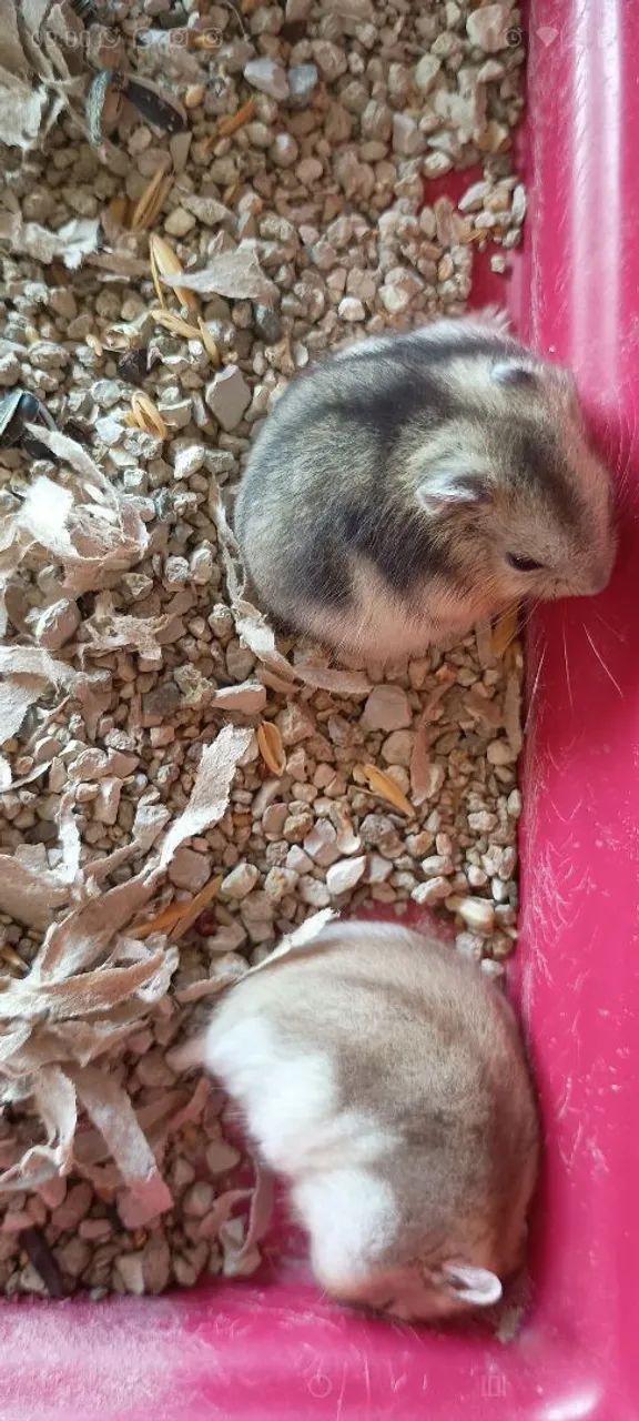 Hamsters anão russo  - Foto 2