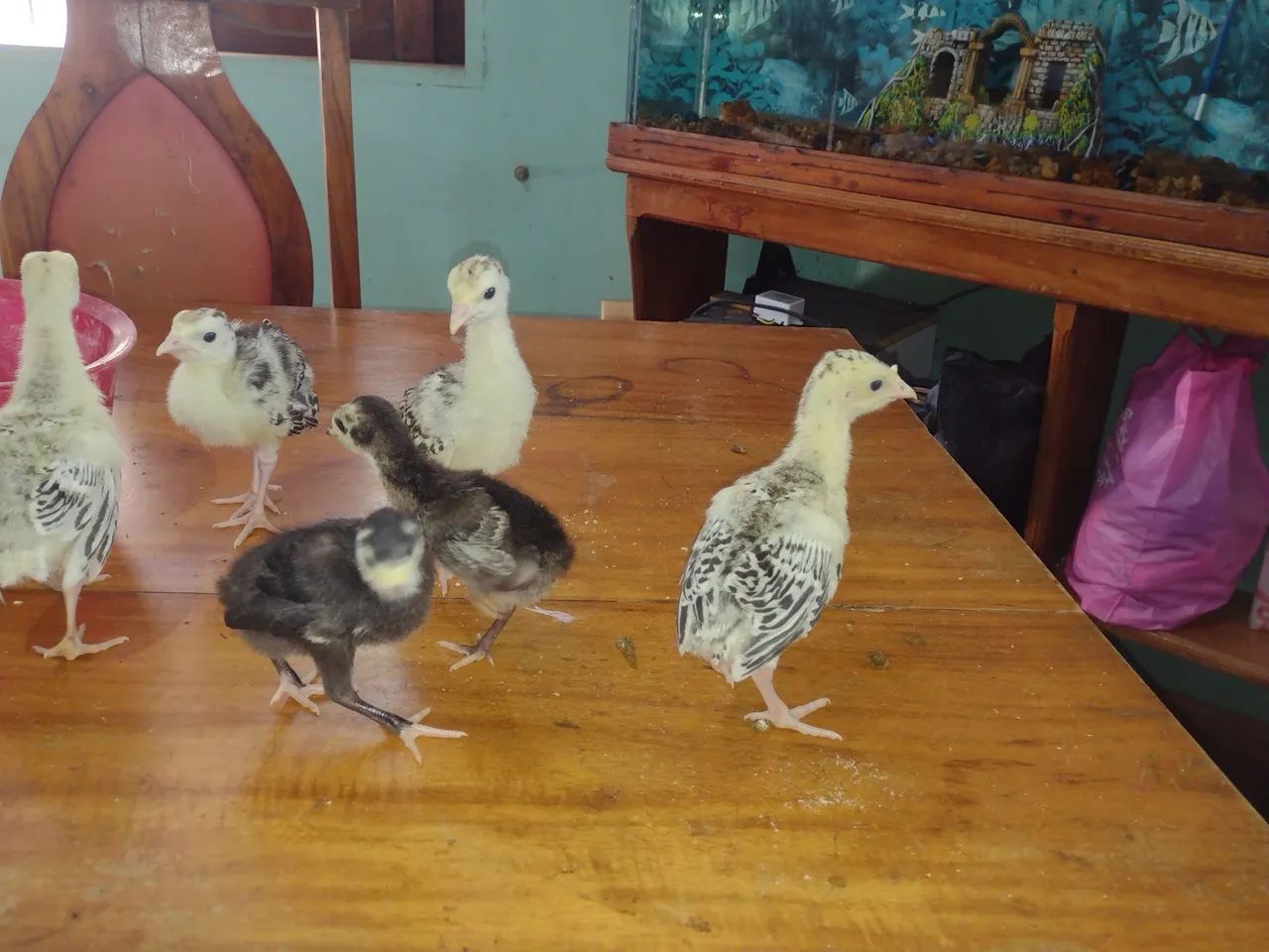 VENDO FILHOTES DE PERÚ  - Foto 3