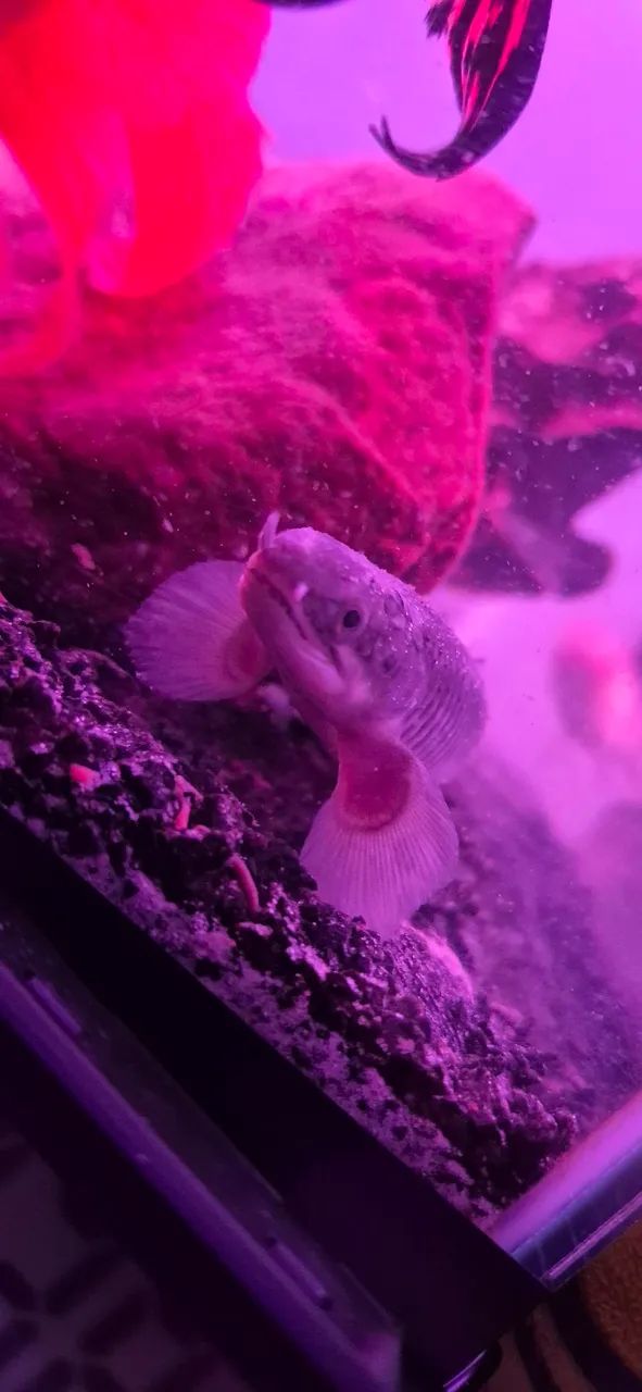 Polypterus 15/16cm - Foto 2
