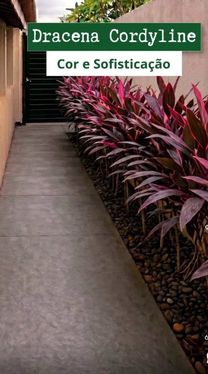 Mudas para corredor  - Foto 2