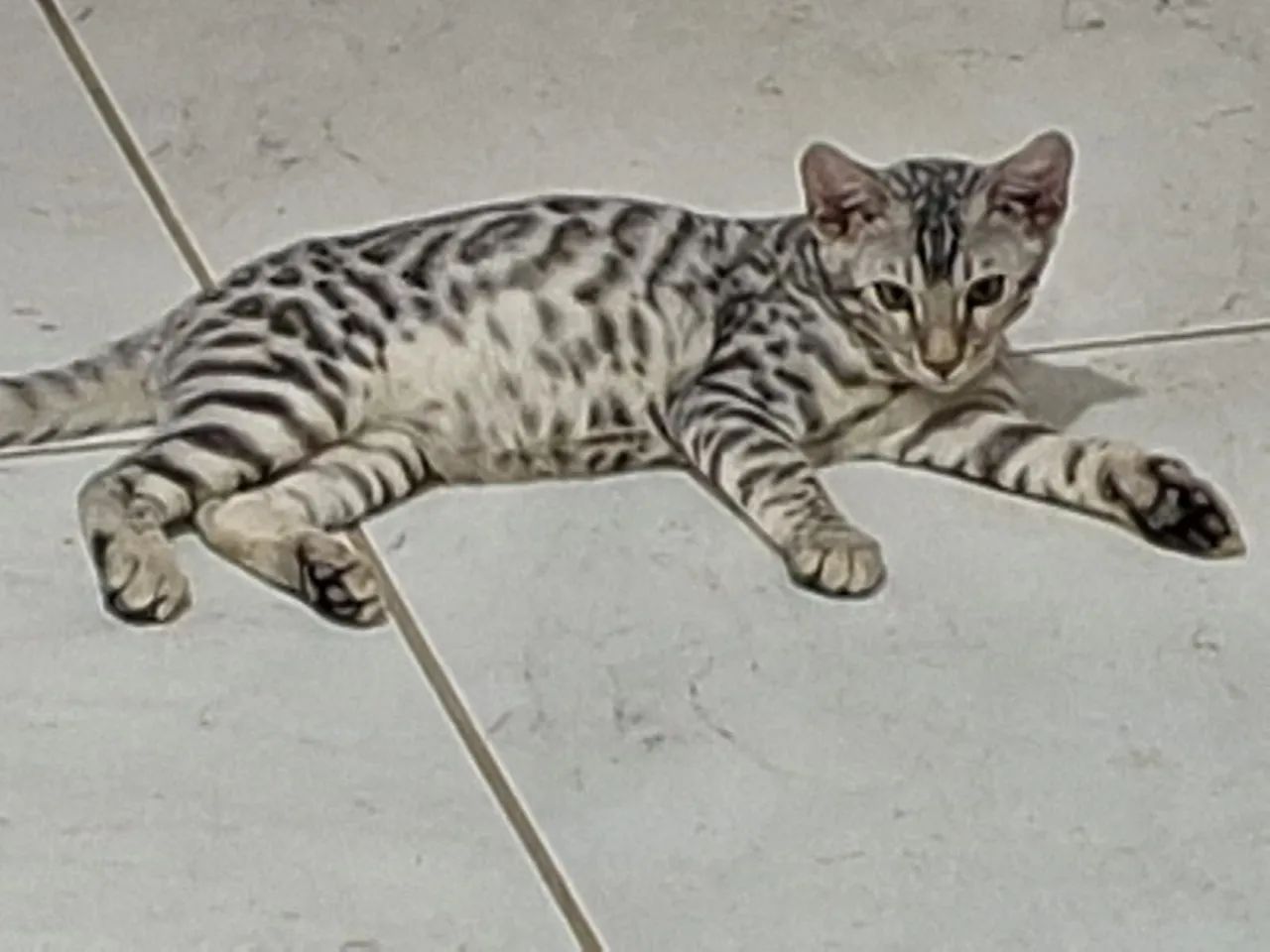 Gato BENGAL  em  promoção  - Foto 5