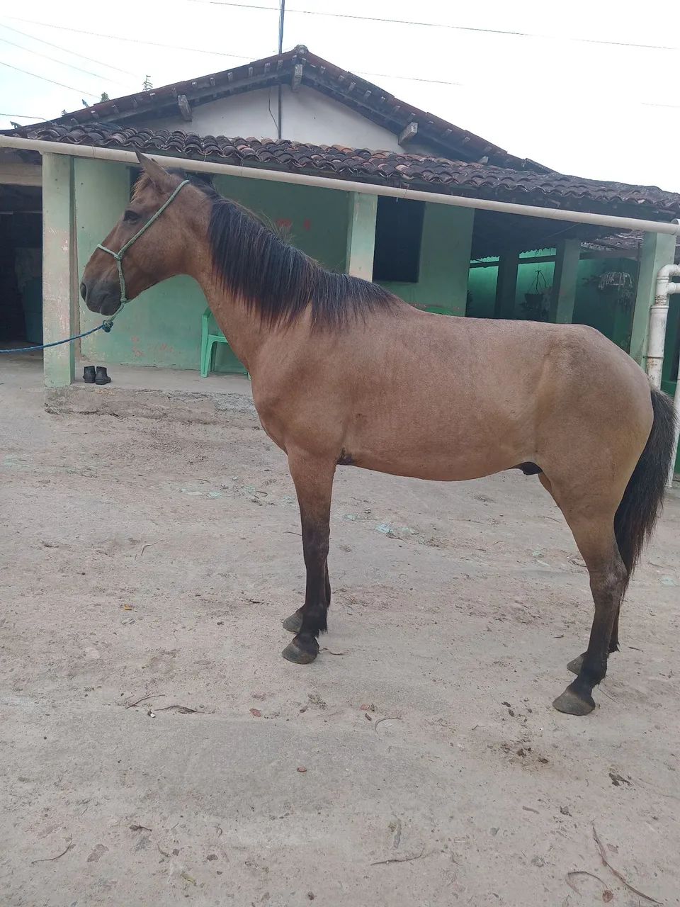 Vendo e troco cavalo manga larga de marcha picada  - Foto 2