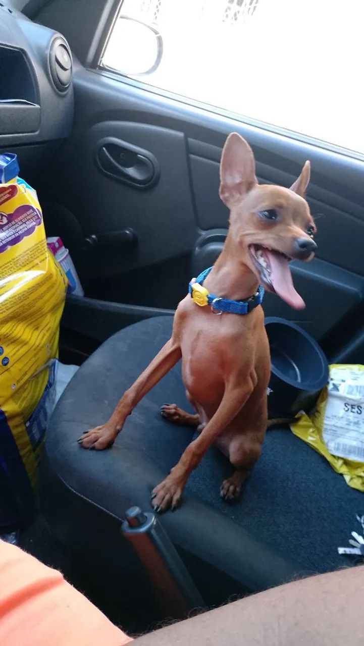 Scooby-doo Mini 
