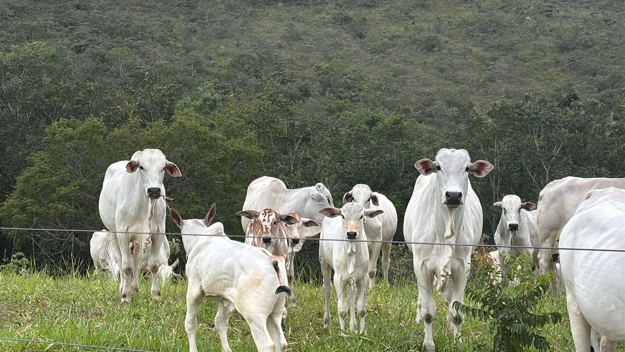 Fazenda de oportunidade - Foto 3