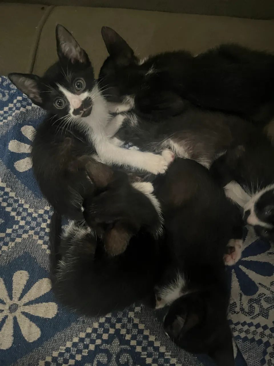 Gatinhos para adoção  - Foto 2