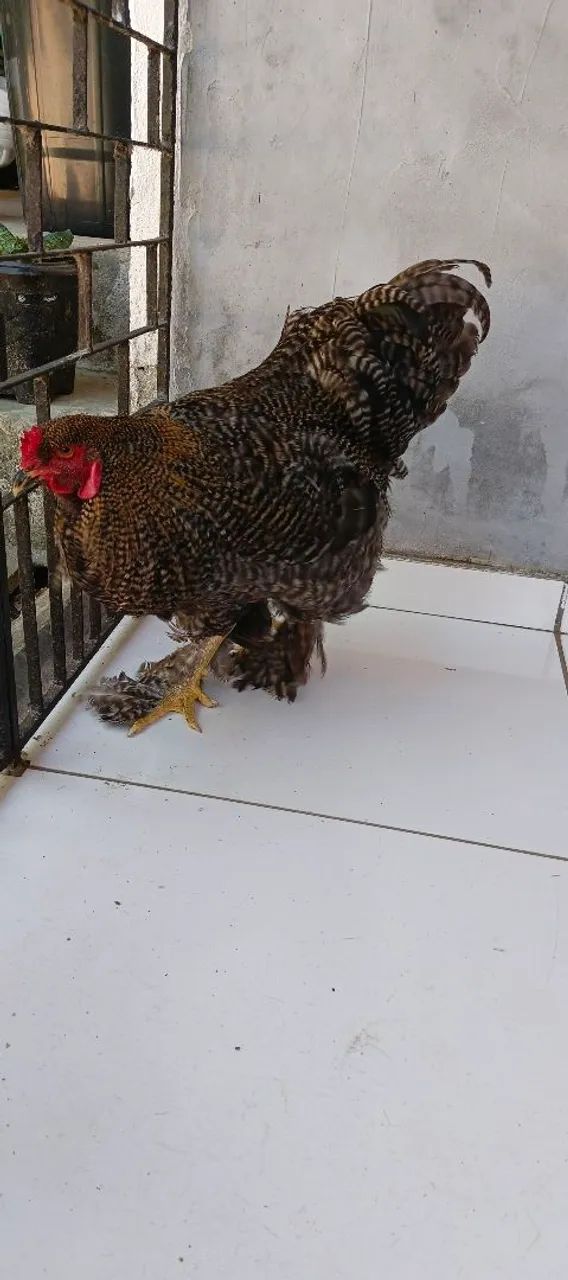 Brahma Barrado  - Foto 3