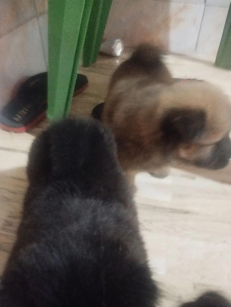 Vende se filhote de Chow Chow despenco curiosidade  - Foto 2