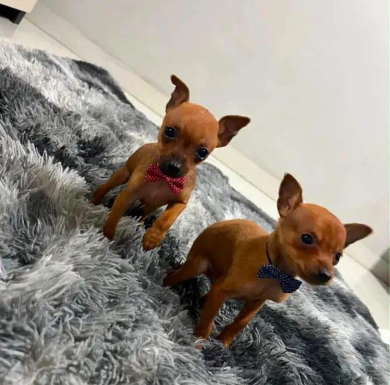 Promo Pinscher micro fêmea e machinhos  - Foto 3