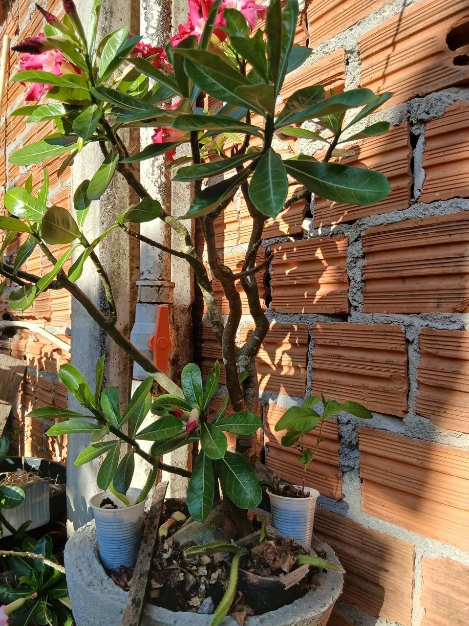 Vende-se - Foto 4