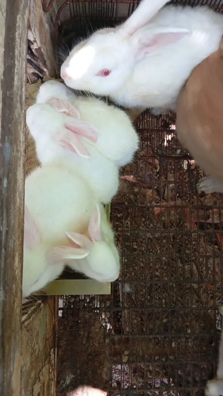 Filhotes de Coelho da Raça Nova Zelândia - Foto 5