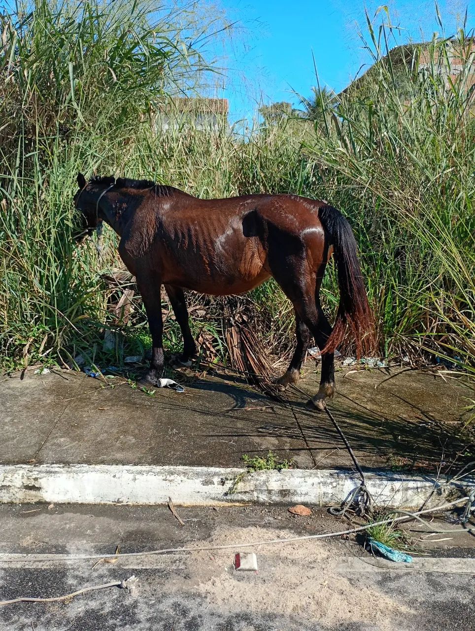 Égua  - Foto 2